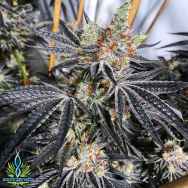 Exotic Genetix Seeds Grease Monkey